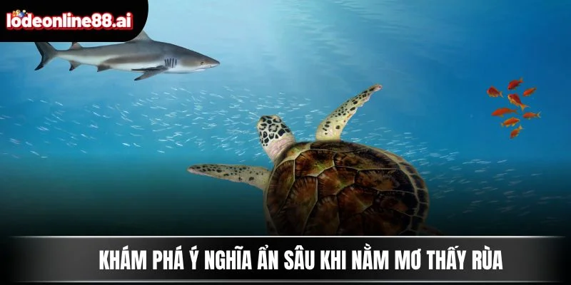 Khám phá ý nghĩa ẩn sâu khi nằm mơ thấy rùa