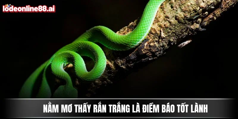 Nằm Mơ Thấy Rắn - Con Số May Mắn Ẩn Sau Giấc Chiêm Bao 4 Nằm mơ thấy rắn trắng là điềm báo tốt lành