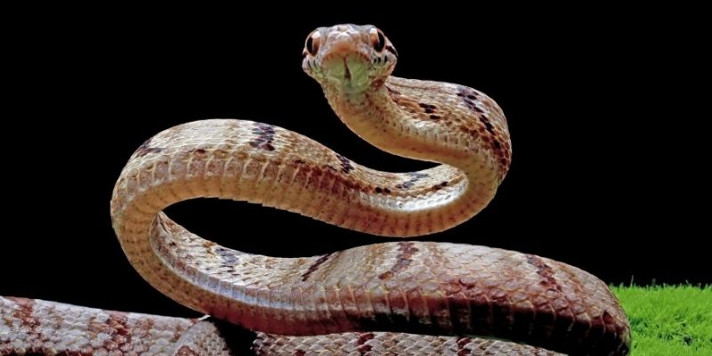 Mơ Thấy Rắn Cắn Người Thân Là Điềm Gì? Đánh Con Gì Dễ Trúng? 4 Những con số chuẩn cho chiêm bao